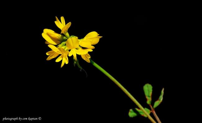 Name:  Lotus_Uliginosus.jpg
Views: 3565
Size:  14.4 KB