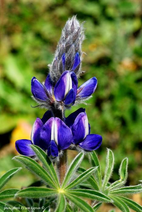 Name:  Lupinus_Angustifolius-Aci-Bakla (21).jpg
Views: 6694
Size:  54.1 KB