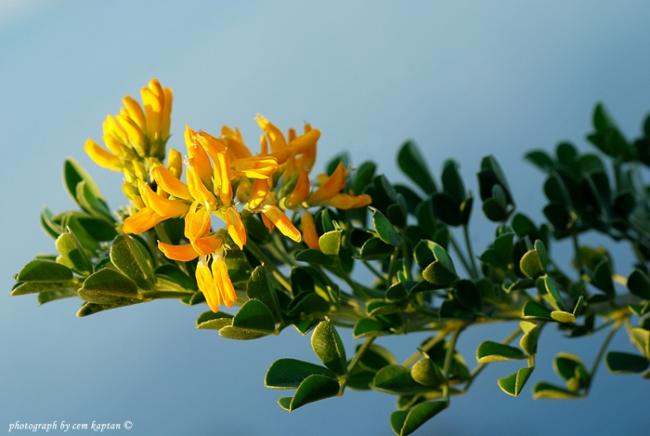 Name:  Medicago_Arborea-Yoncacalisi (18).jpg
Views: 7469
Size:  34.1 KB