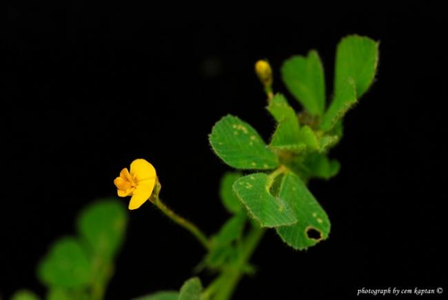 Name:  Medicago_Minima (1).jpg
Views: 6914
Size:  16.1 KB