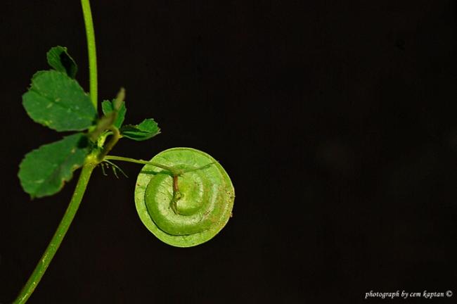 Name:  Medicago_Orbicularis (2).jpg
Views: 3674
Size:  17.7 KB