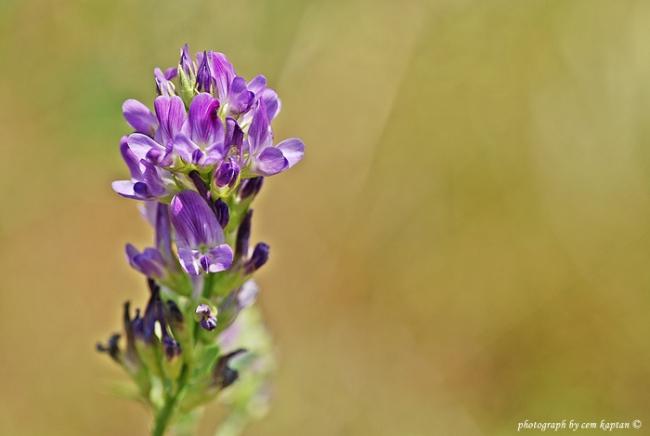 Name:  Medicago_Sativa (1).jpg
Views: 7442
Size:  20.4 KB