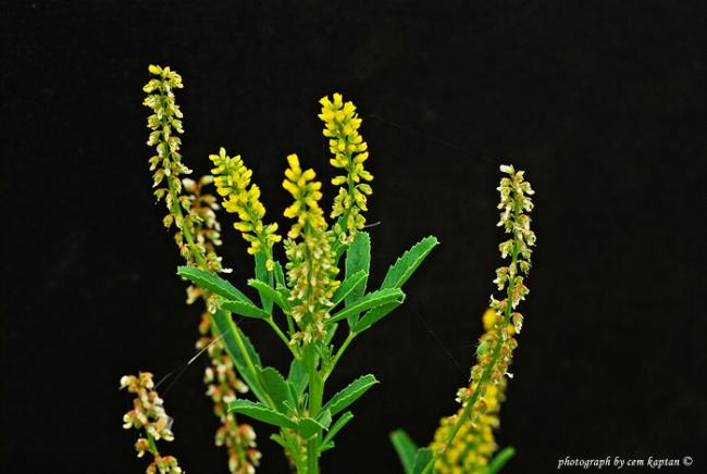 Name:  Melilotus_Indica-Kucuk-Tas-Yoncasi (1).jpg
Views: 4519
Size:  33.0 KB
