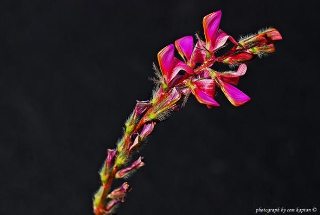 Name:  Onobrychis_Armena-Gumuldur (3).jpg
Views: 4012
Size:  22.3 KB