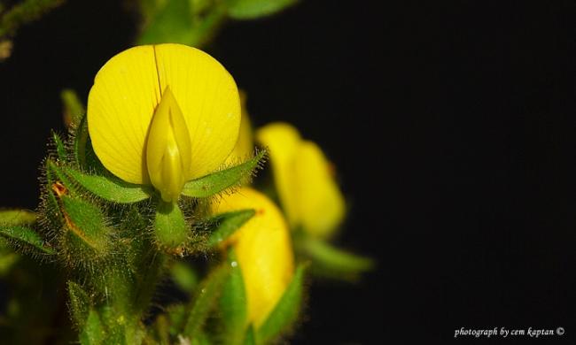 Name:  Ononis_Pubescens (10).jpg
Views: 4079
Size:  22.7 KB