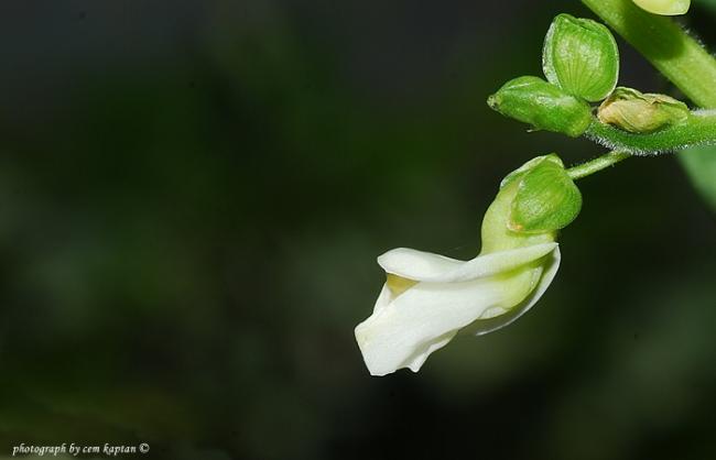 Name:  Phaseolus_Vulgaris-Fasulye-urla.jpg
Views: 3668
Size:  18.3 KB