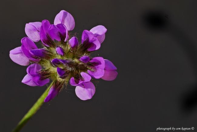 Name:  Psoralea_Bituminosa.jpg
Views: 4090
Size:  22.0 KB