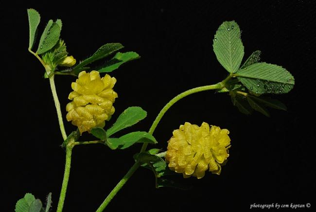 Name:  Trifolium_Campestre.jpg
Views: 6824
Size:  28.6 KB
