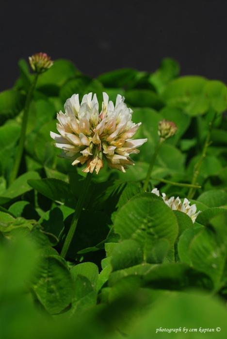 Name:  Trifolium_Fragiferum_var._Fragiferum.jpg
Views: 6816
Size:  32.1 KB