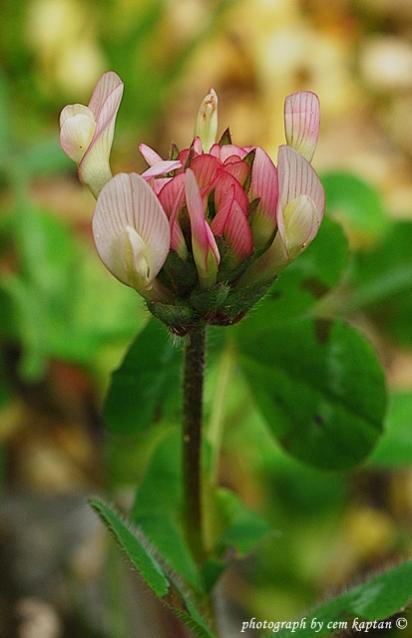 Name:  Trifolium_Glanduliferum.jpg
Views: 7151
Size:  28.8 KB