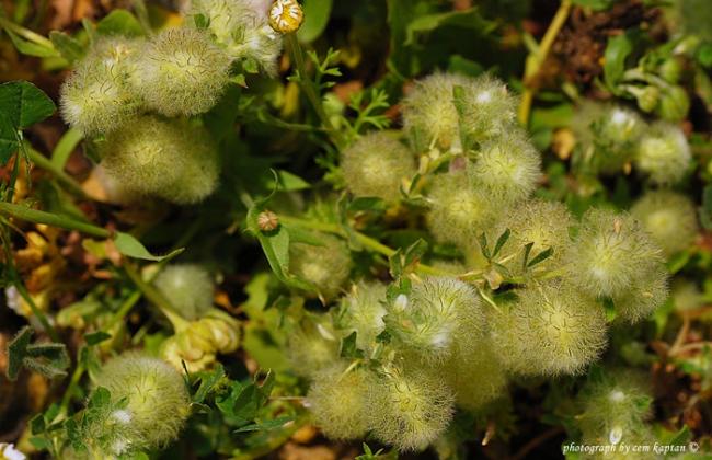 Name:  Trifolium_Globosum-Kemalpasa (14).jpg
Views: 6682
Size:  50.9 KB