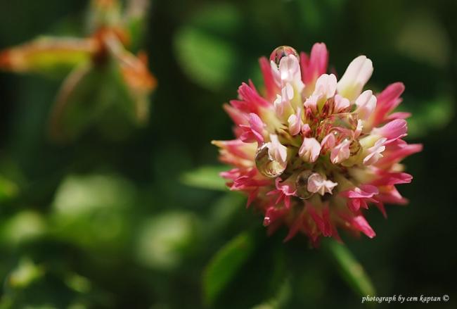 Name:  Trifolium_Hybridum_L.-Melez_Yonca_Isve-Ucgulu (18).jpg
Views: 5875
Size:  26.2 KB