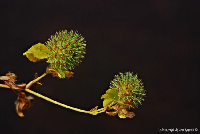 Name:  Trifolium_Lappaceum (9).jpg
Views: 3563
Size:  24.4 KB