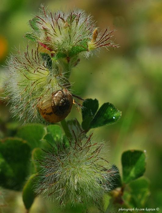 Name:  Trifolium_Pilulare.jpg
Views: 7264
Size:  54.1 KB