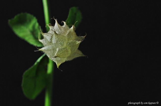 Name:  Trifolium_Resupinatum (1).jpg
Views: 3630
Size:  16.8 KB
