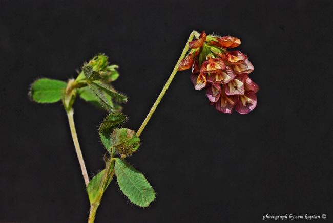 Name:  Trifolium_Speciosum (1).jpg
Views: 3627
Size:  24.1 KB