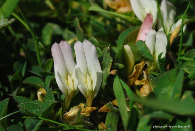 Name:  Trifolium_Subterraneum (1).jpg
Views: 6153
Size:  39.6 KB