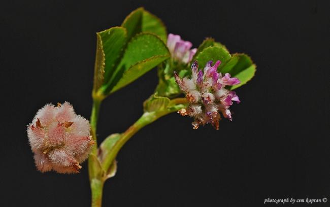 Name:  Trifolium_Tomentosum (11).jpg
Views: 3981
Size:  20.9 KB