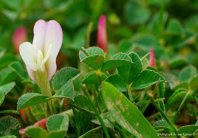 Name:  Trifolium_Uniflorum-Maki-ucgulu (5).jpg
Views: 7175
Size:  41.0 KB