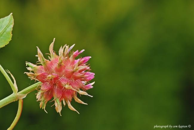 Name:  Trigonella_Spicata.jpg
Views: 3162
Size:  23.8 KB