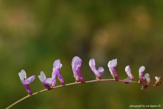 Name:  Vicia_Cracca-Nif.jpg
Views: 6478
Size:  19.0 KB