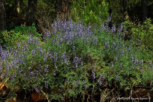 Name:  Vicia_Cracca-Nif (449).jpg
Views: 3420
Size:  68.7 KB