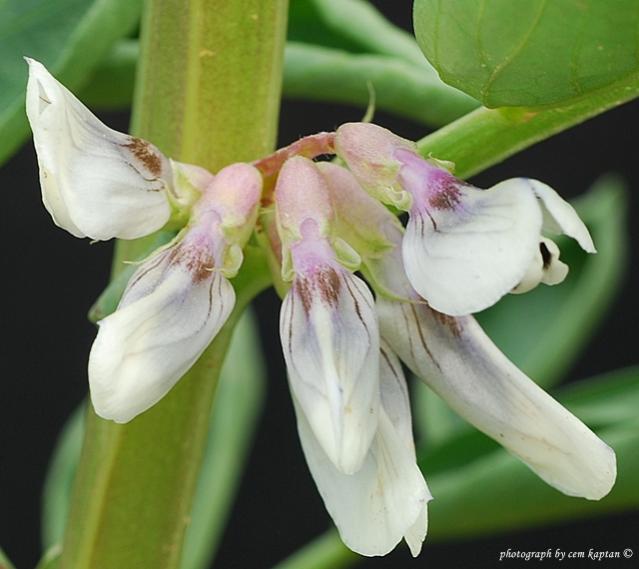 Name:  Vicia_Faba-Bakla.jpg
Views: 3459
Size:  38.3 KB
