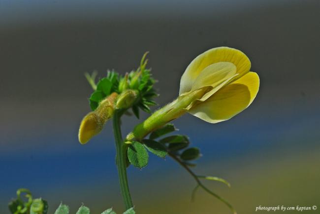 Name:  Vicia_Hybrida_-Bayr-Fiyi_Hayvan-Bezelyesi (1).jpg
Views: 3556
Size:  18.9 KB