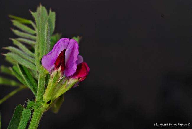 Name:  Vicia_Lathyroides (1).jpg
Views: 3375
Size:  20.6 KB