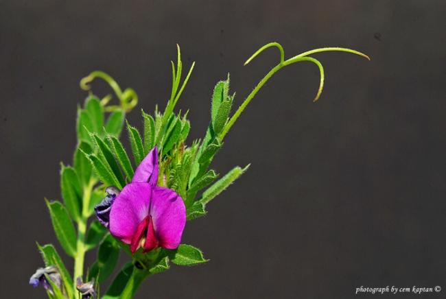 Name:  Vicia_Sativa (2).jpg
Views: 3769
Size:  25.1 KB