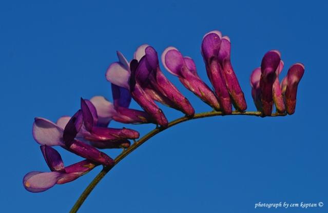 Name:  Vicia_Villosa-Tuylu-Fig (5).jpg
Views: 7648
Size:  21.2 KB