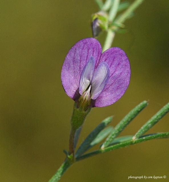 Name:  Vicia-Peregrina.jpg
Views: 6946
Size:  31.8 KB