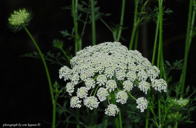 Name:  Oenanthe-pimpinelloides-delimaydanoz-apiaceae.jpg
Views: 4344
Size:  43.0 KB