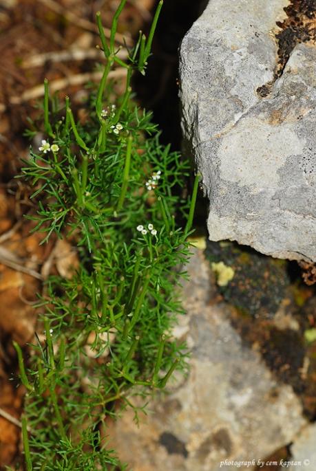 Name:  Scandix_pecten-veneris (1)apiaceae.jpg
Views: 6360
Size:  62.8 KB