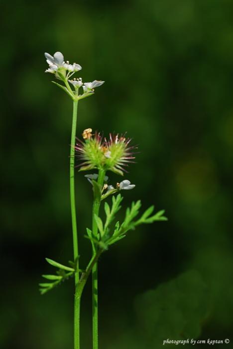 Name:  Torilis_nodosa-K.pasa-Belkahve (3)apiaceae.jpg
Views: 3960
Size:  21.5 KB
