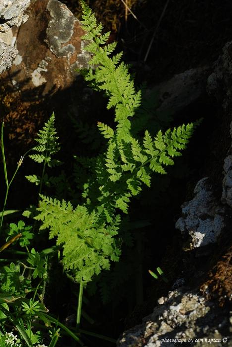 Name:  Asplenium_adiantum-nigrum-Efemcukuru (1).jpg
Views: 6280
Size:  58.5 KB