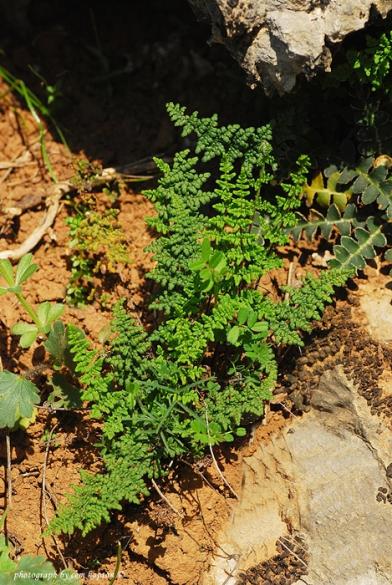 Name:  Asplenium_obovatum.jpg
Views: 5778
Size:  67.0 KB
