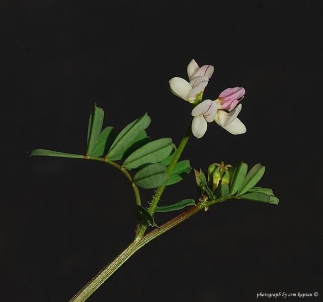 Name:  Vicia_hrsuta-Kisikkoy (4).jpg
Views: 1969
Size:  23.9 KB