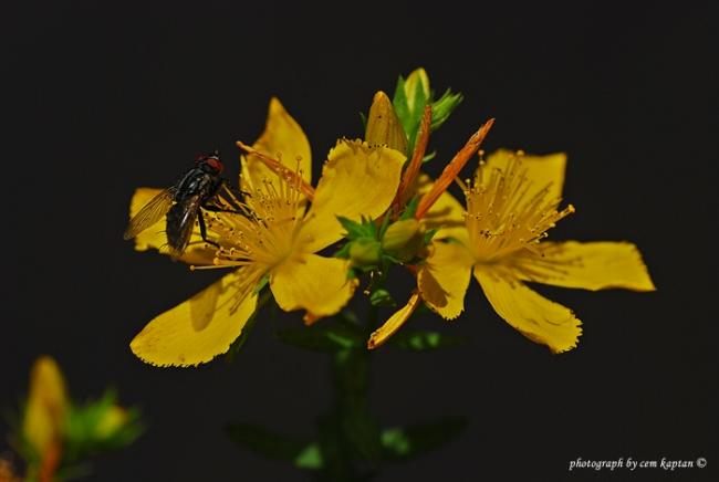 Name:  Hypericum_Lydium (15).jpg
Views: 3626
Size:  23.0 KB