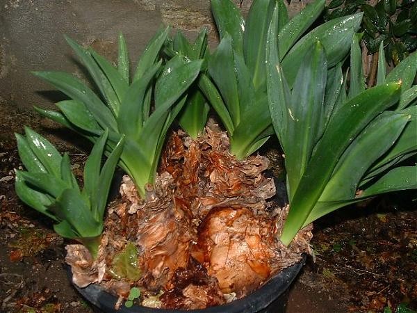 Name:  Urginea_maritima2_AP.jpg
Views: 12579
Size:  65.9 KB