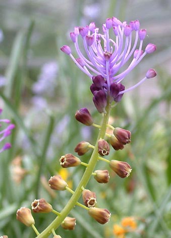Name:  Muscari.comosum.ja.jpg
Views: 4376
Size:  66.2 KB