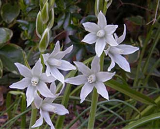 Name:  Ornithogalum_nutans.jpg
Views: 2558
Size:  16.2 KB