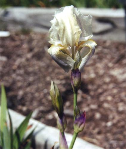 Name:  Iris-purpureobractea-1.jpg
Views: 2251
Size:  29.5 KB
