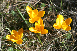 Name:  Crocus_olivieri_4.gif
Views: 3896
Size:  57.0 KB