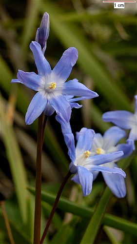 Name:  chionodoxa_forbesii_8bc.jpg
Views: 1873
Size:  34.7 KB