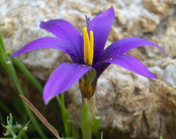 Name:  romulea temp..jpg
Views: 1035
Size:  36.0 KB