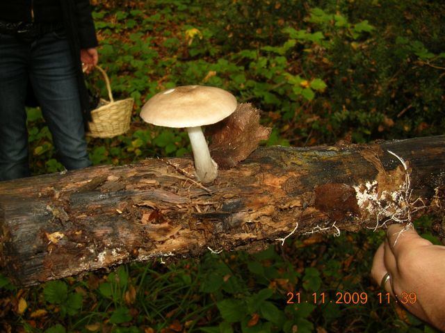 Name:  DSCN6885.jpg
Views: 1380
Size:  67.8 KB