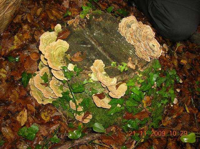 Name:  DSCN6881.jpg
Views: 1458
Size:  67.9 KB