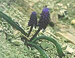 Name:  adilii1.jpg
Views: 1710
Size:  4.9 KB