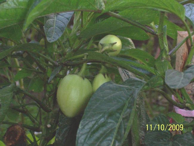 Name:  100_0541.jpg
Views: 2324
Size:  43.1 KB